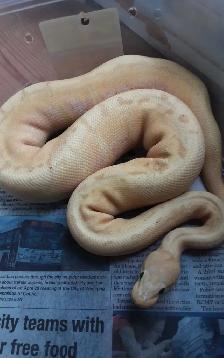 Ball pythons for sale - Photo 3