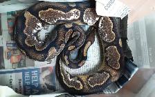 Ball pythons for sale - Photo 4