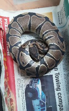 Ball pythons for sale - Photo 5