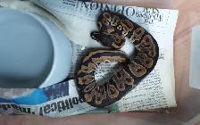 Ball pythons for sale - Photo 6