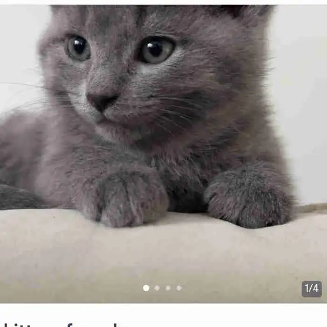 Beautiful Russian Blue mix Female Kitten