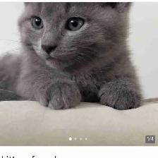 Beautiful Russian Blue mix Female Kitten
