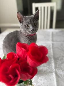 Beautiful Russian Blue mix Female Kitten - Photo 2