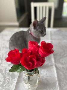 Beautiful Russian Blue mix Female Kitten - Photo 3
