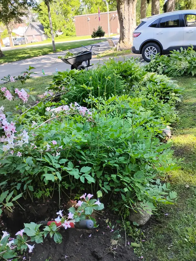 GARDENER AVAILABLE $20 HOUR