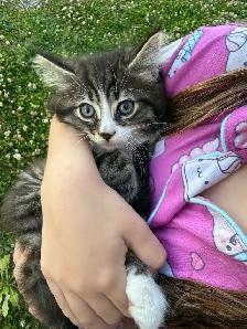 Barn Kittens