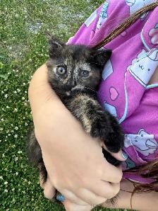 Barn Kittens - Photo 2