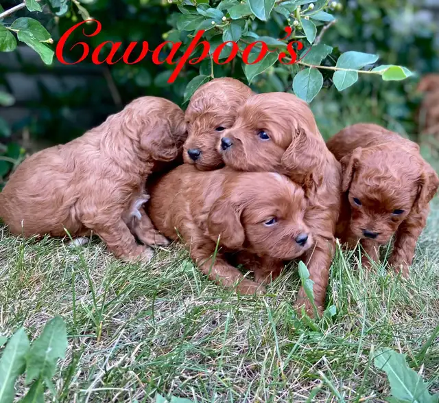 Adorable Cavapoo’s!♥️