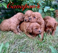 Adorable Cavapoo’s!♥️