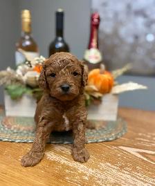 Adorable Cavapoo’s!♥️ - Photo 3