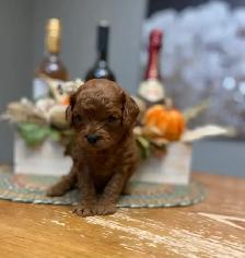 Adorable Cavapoo’s!♥️ - Photo 4