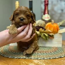 Adorable Cavapoo’s!♥️ - Photo 5