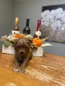 Adorable Cavapoo’s!♥️ - Photo 6
