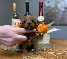 Adorable Cavapoo’s!♥️ - Photo 7