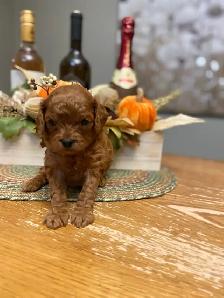 Adorable Cavapoo’s!♥️ - Photo 8