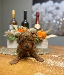 Adorable Cavapoo’s!♥️ - Photo 9