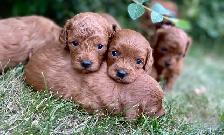 Adorable Cavapoo’s!♥️ - Photo 10