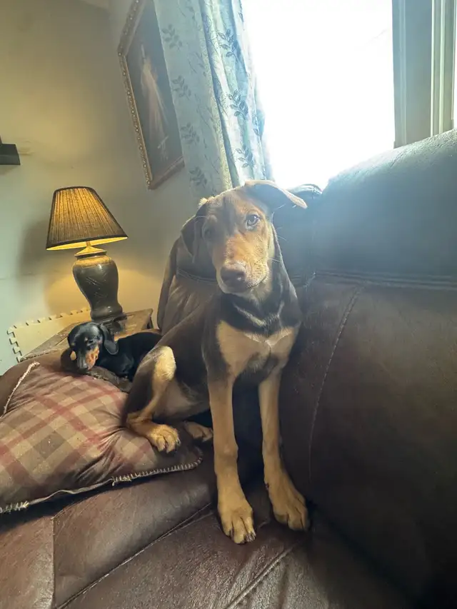 Doberman pup
