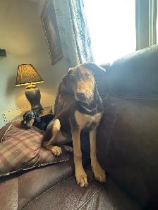 Doberman pup