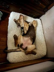 Doberman pup - Photo 2