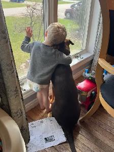 Doberman pup - Photo 3