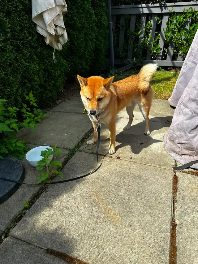 Beautiful and healthy 18 months old Shiba Inu male dog