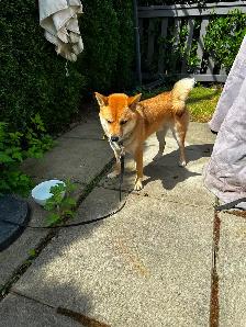 Beautiful and healthy 18 months old Shiba Inu male dog