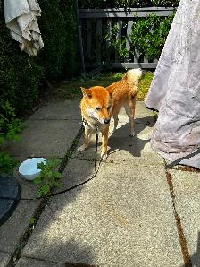 Beautiful and healthy 18 months old Shiba Inu male dog - Photo 2