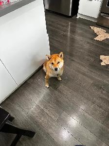 Beautiful and healthy 18 months old Shiba Inu male dog - Photo 3