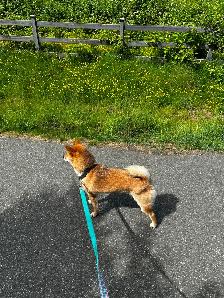 Beautiful and healthy 18 months old Shiba Inu male dog - Photo 4
