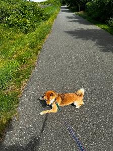 Beautiful and healthy 18 months old Shiba Inu male dog - Photo 5