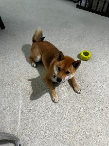 Beautiful and healthy 18 months old Shiba Inu male dog - Photo 6