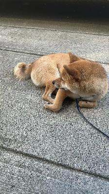 Beautiful and healthy 18 months old Shiba Inu male dog - Photo 7