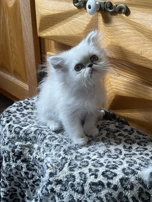 chatons persan