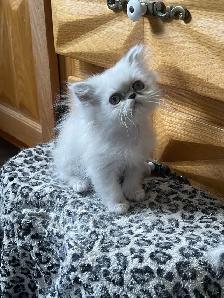 chatons persan