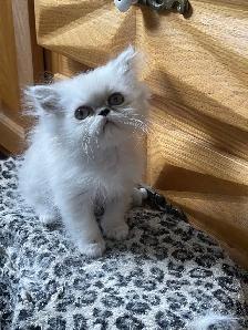 chatons persan - Photo 2