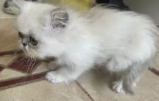 chatons persan - Photo 3