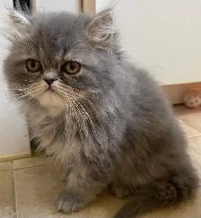 chatons persan - Photo 4