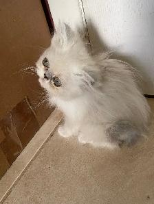 chatons persan - Photo 5