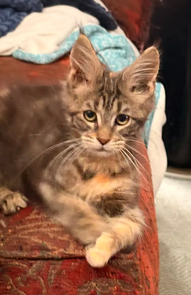 maincoon kitten