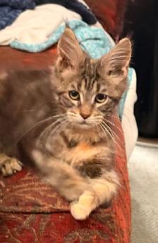 maincoon kitten