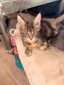 maincoon kitten - Photo 2