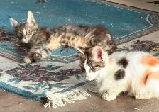 maincoon kitten - Photo 3