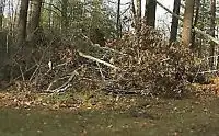 Tree Cutting, Rake Leaves, Rototiling, Stump Grinding,Hedge Trim