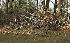 Tree Cutting, Rake Leaves, Rototiling, Stump Grinding,Hedge Trim