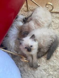 GORGEOUS BABY BICOLOR WHITEMITTED & CHOCOLATEPOINT! - Photo 2