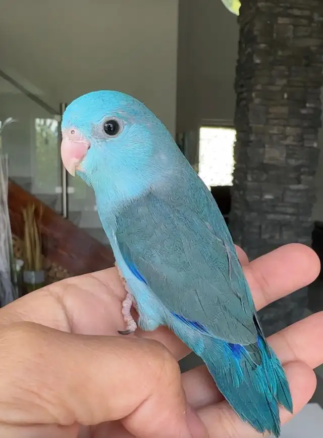 handfed and handtame parrotlets