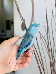 handfed and handtame parrotlets - Photo 5