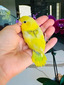 handfed and handtame parrotlets - Photo 8