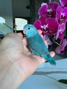 handfed and handtame parrotlets - Photo 9